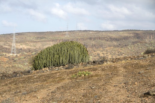 Canarie 2014